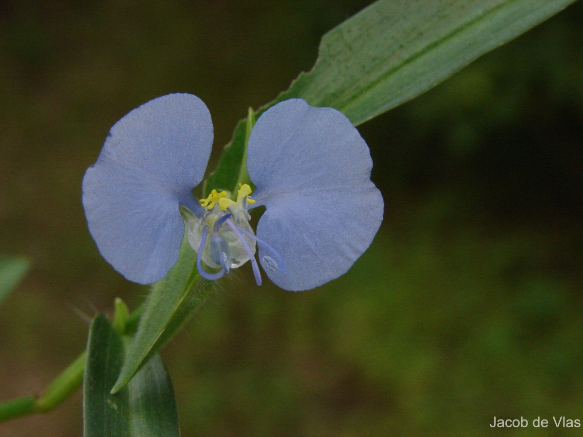 Commelina ensifolia R.Br.